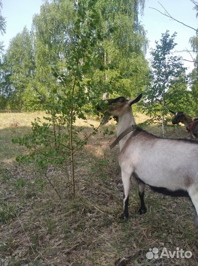 Молоко козье