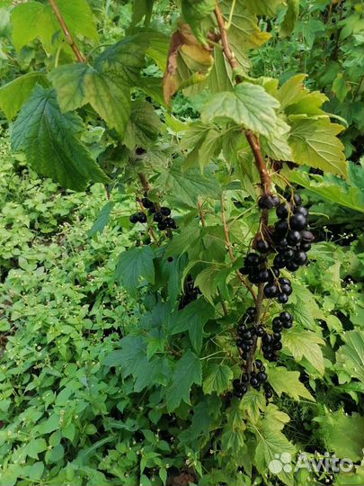 Черная смородина зкс, красная 