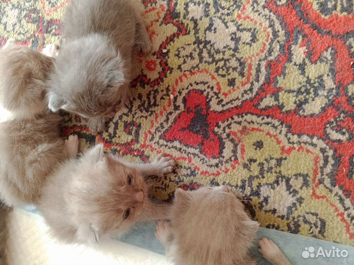 Британские котята