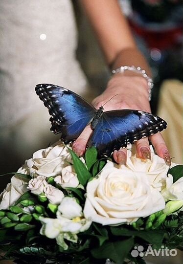 Салют из живых бабочек