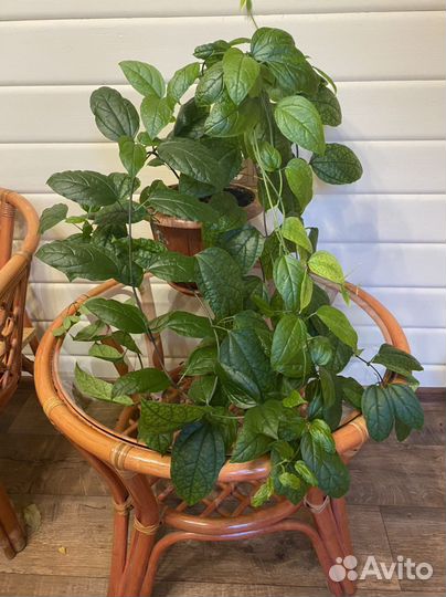 Клеродендрум Томпсона