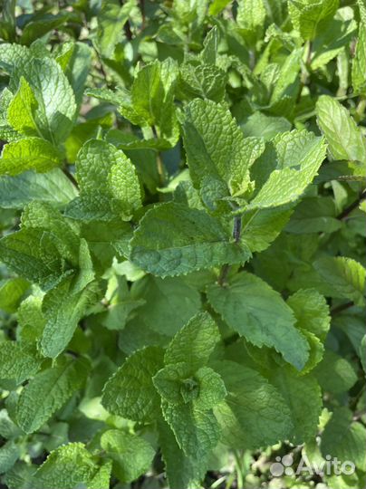 Мята 3 вида