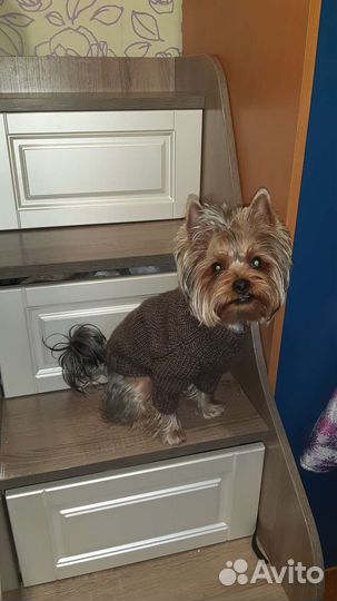 Йоркширский терьер вязка мальчик
