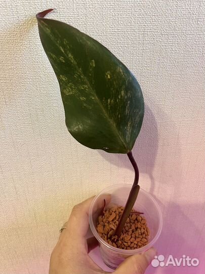 Филодендроны