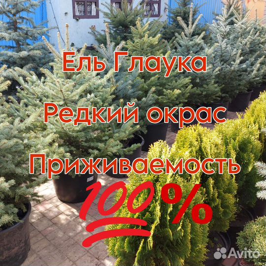 Голубые ели и зеленые ели