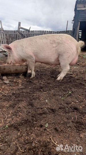 Продам хряка