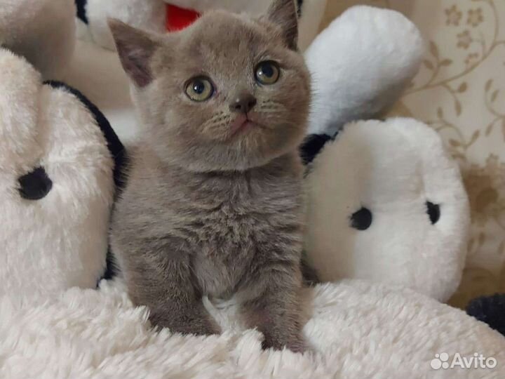 Кошечки прямоушки