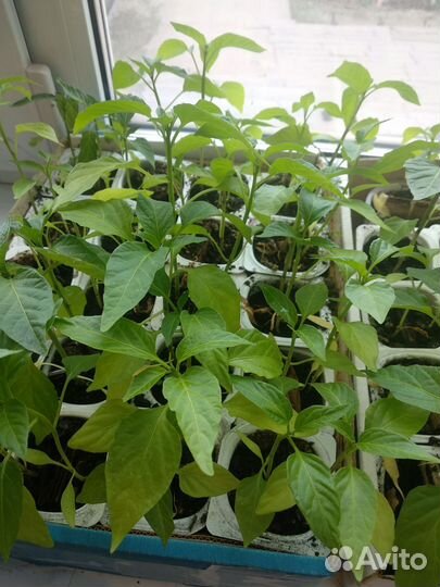 Рассада перца сладкого и горького