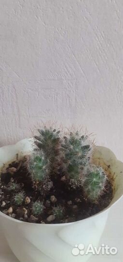 Каллы.Колеус. Амариллис.Сенецио.Фиалки