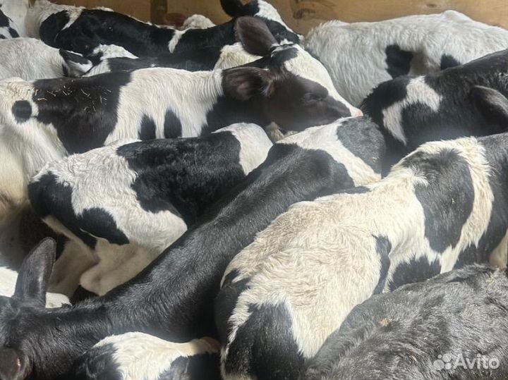 Телята бычки