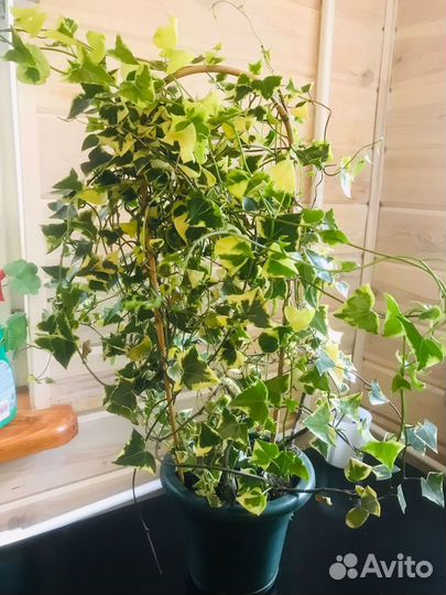 Плющ комнатное растение
