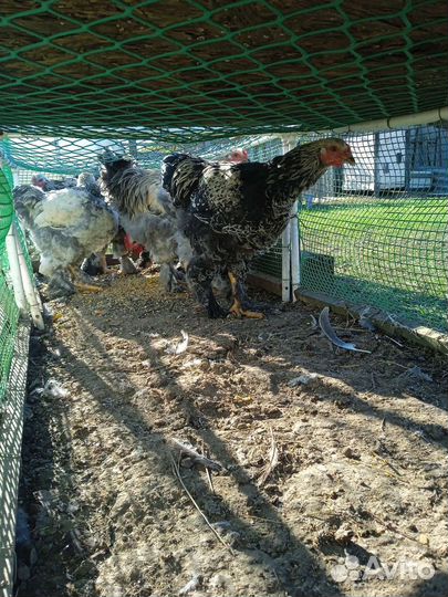 Петухи Брама