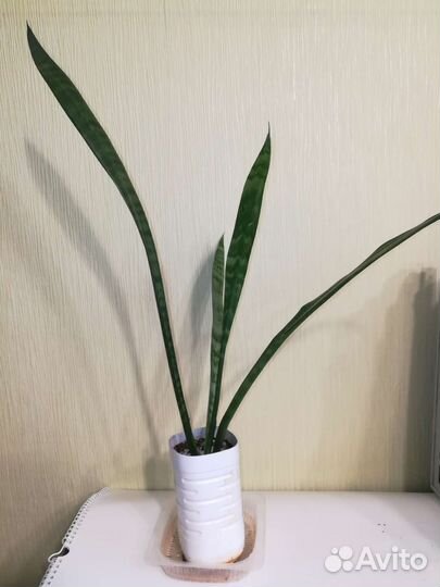 Комнатные цветы Сансевиерия
