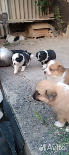 Щенки в добрые руки отдам бесплатно