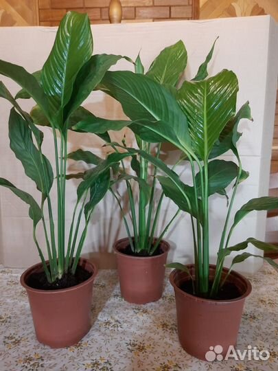 Спатифиллюм