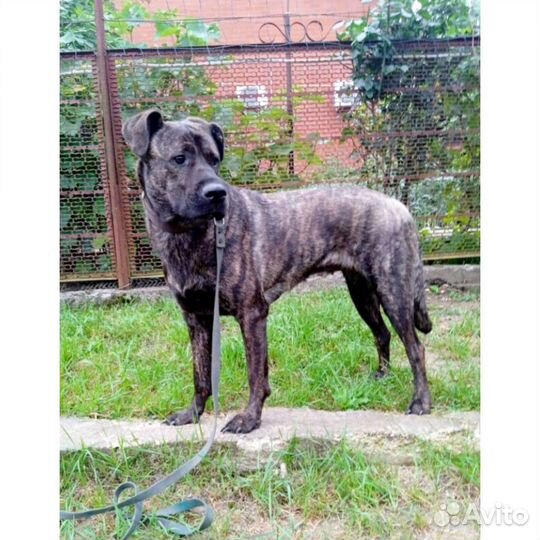 Собака метис Кане корсо