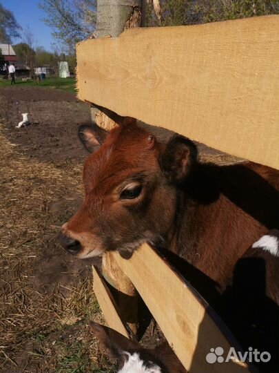 Джерсейская телочка