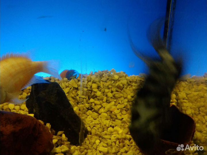 Аквариум 100литров с Рыбками Цихлидами и Декором