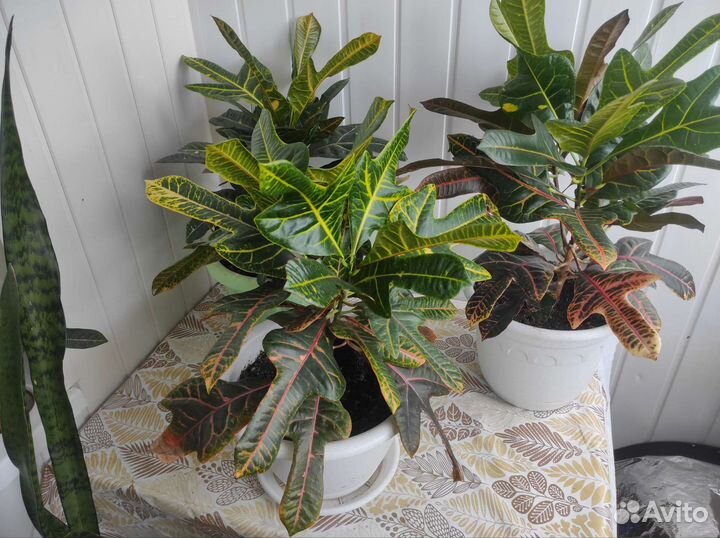 Комнатные цветы кротон