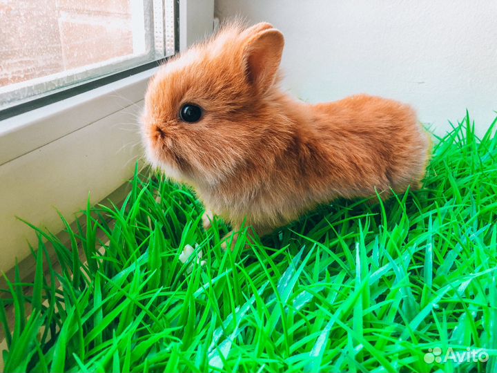 Карликовый кролик супер мини
