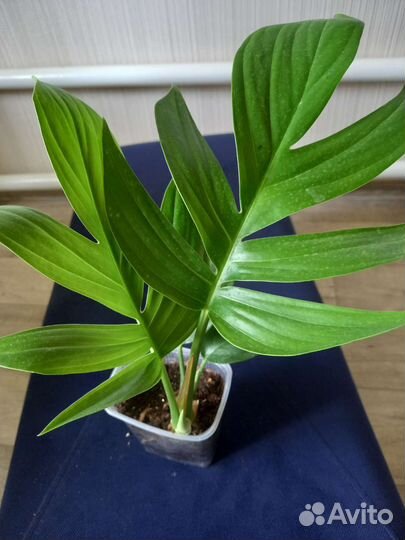 Филодендрон сциндапсус комнатные цветы растения