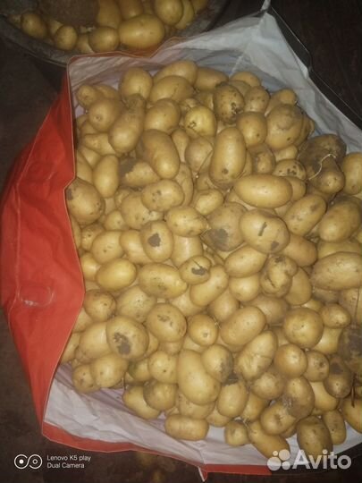 Продам картофель на корм животным