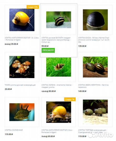 Аквариумные улитки в Магазине ассортимент