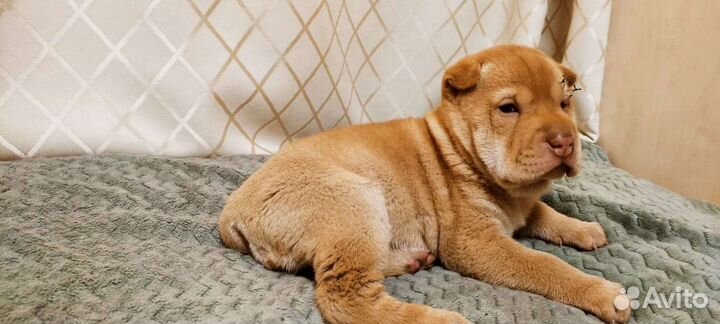 Щенки шарпей