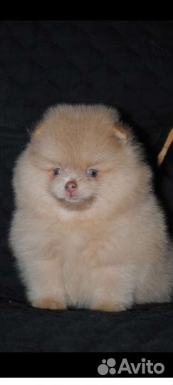 Щенки померанский шпиц редких окрасов