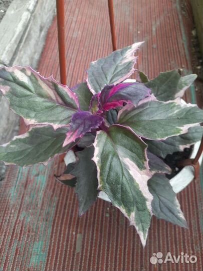 Цветочки для души