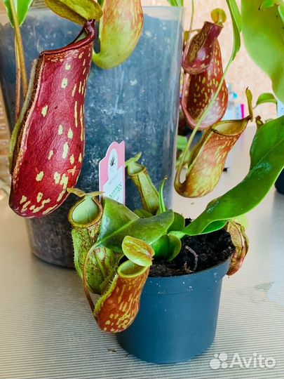 Непентес. Разные виды и размеры