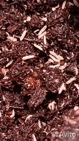 Тропические мокрицы