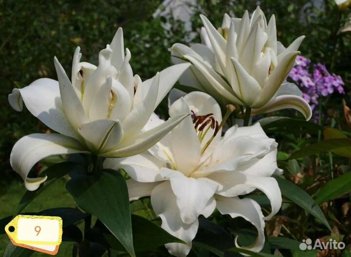 Лилия цветок как лотос луковицы