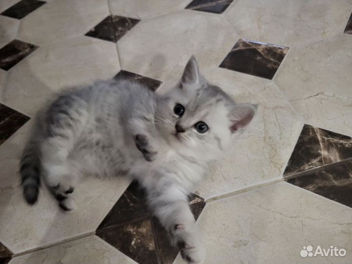 Британская кошка