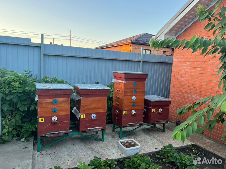 Пчелы с ульями