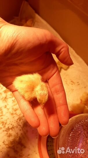 Инкубационное яйцо перепелов, цыплята