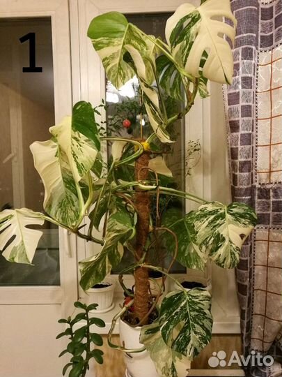 Монстера вариегатная