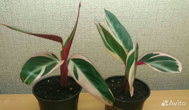 Строманта триколор