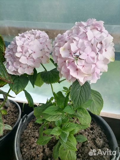 Гортензия крупнолистная Никко блю