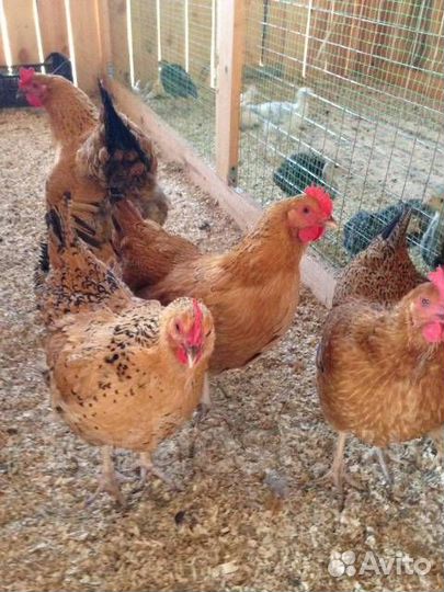Куры и петухи породистые