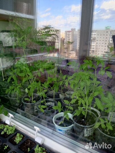 Рассада помидор