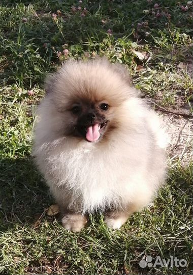Мишка мишка