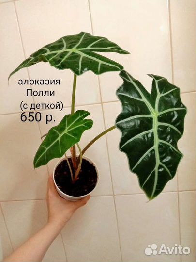 Цветы комнатные много