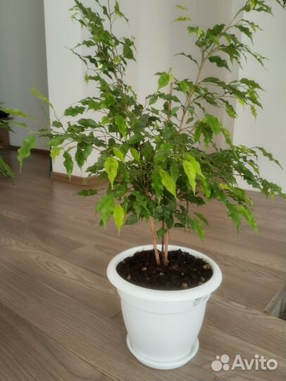 Фикус бенджамина