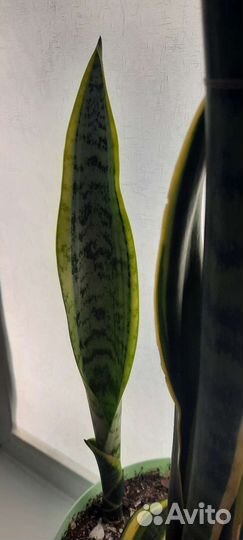 Сансевиерия лауренти