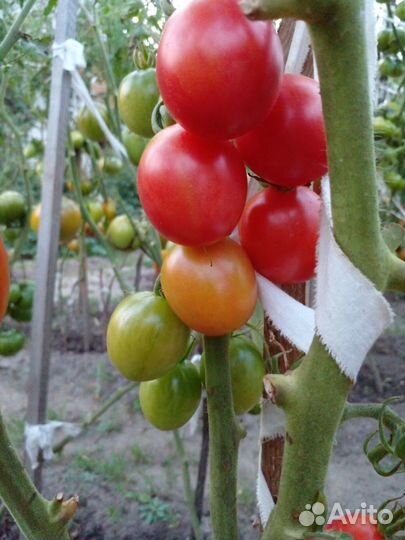 Семена томатов для засолки и салатов