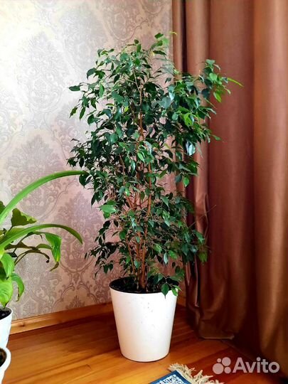 Комнатные цветы