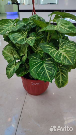 Сингониумы