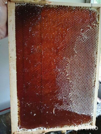 Мед Гречневый - 2023 года