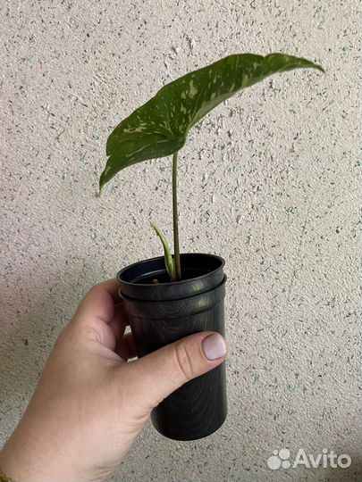 Сингониум панда